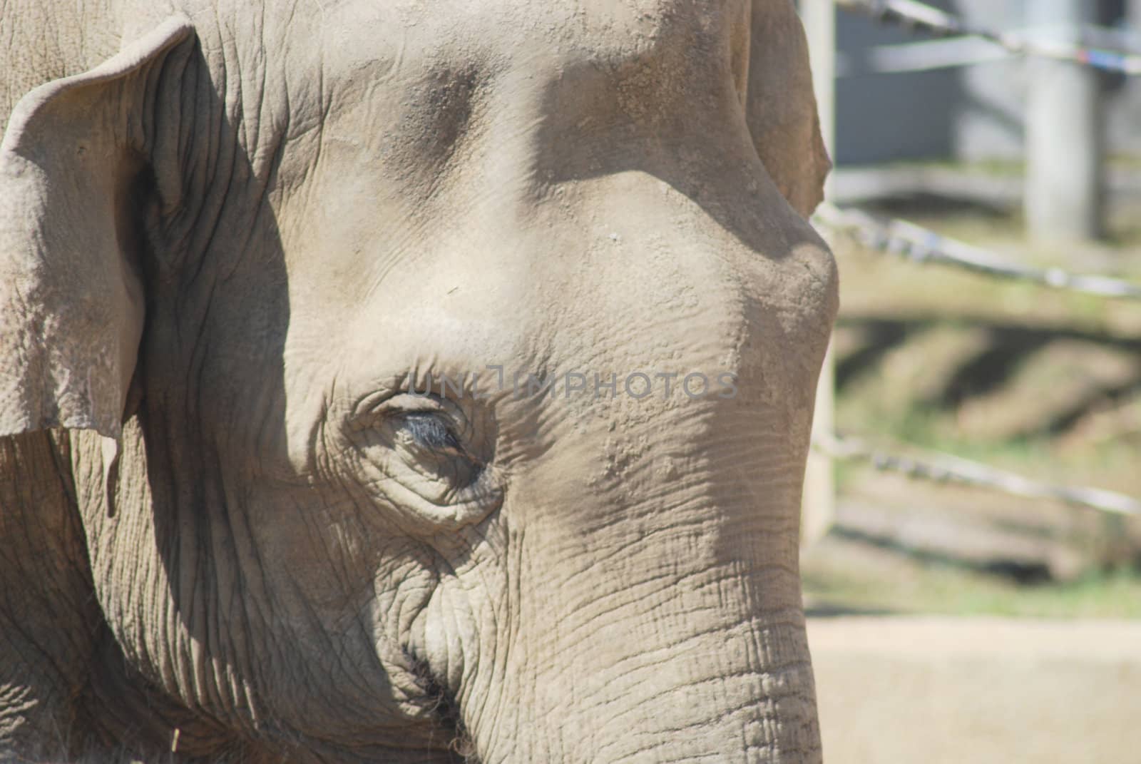 close up of the head and eye of an asian elephant by svtrotof