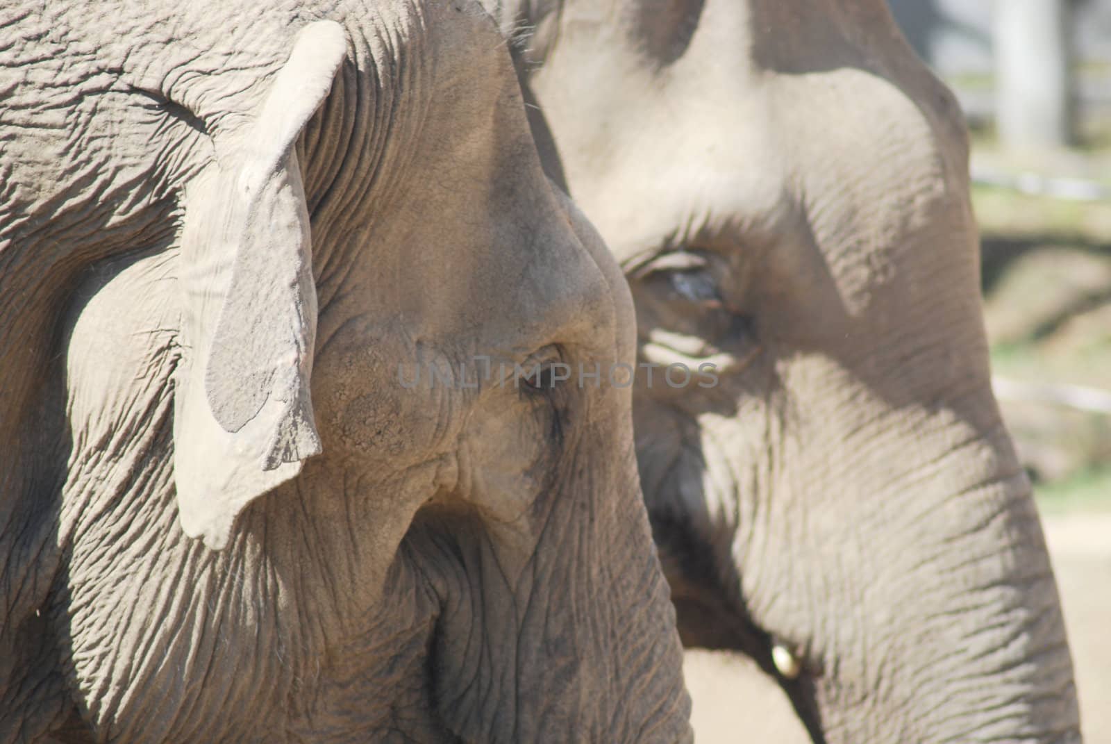  couple of asian elephants in love close up, animal family pair  by svtrotof