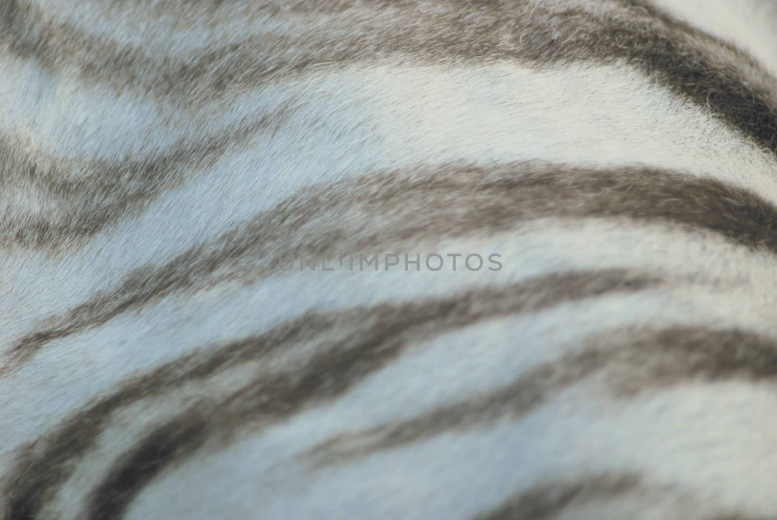 white tiger skin close up, natural texture   by svtrotof