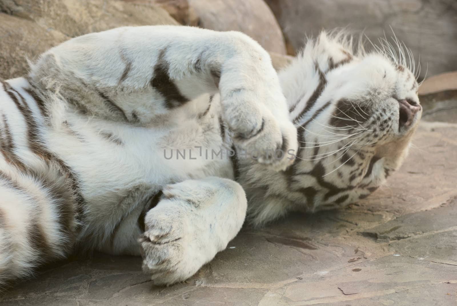 rare white tiger  lying on a his back  in zoo