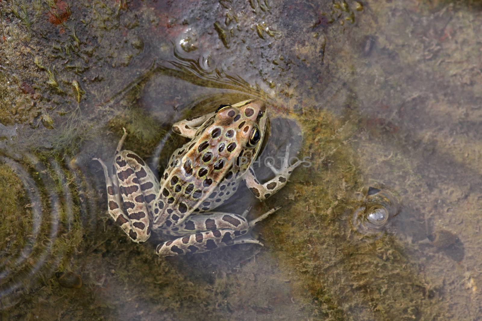A brown Northern Leopard Frog (Rana pipiens) sitting on edge of a pond.