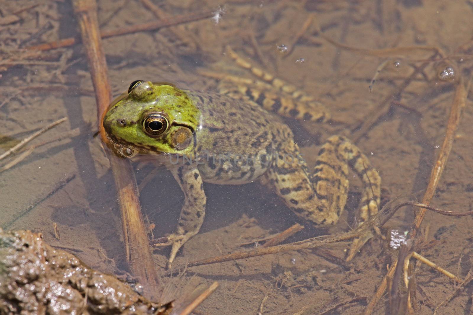 A Northern Green Frog (Rana clamitans melanota) sitting on edge of a pond.

