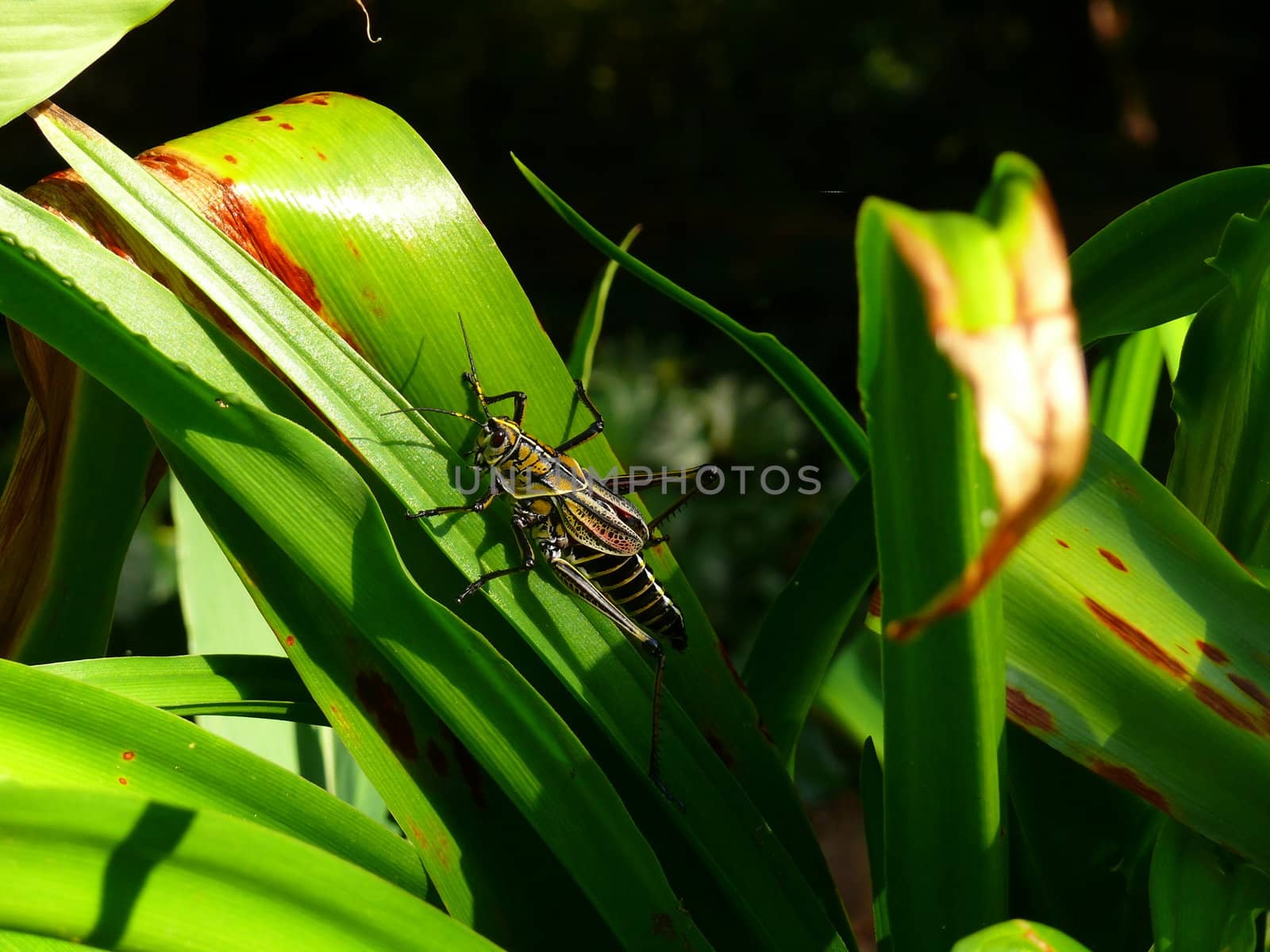 A brown grasshopper eating a plant  leaf