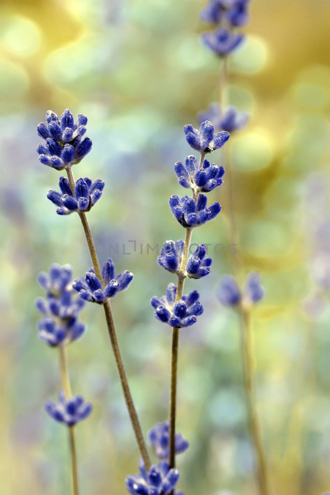 Lavender flower field, macro with soft focus by motorolka