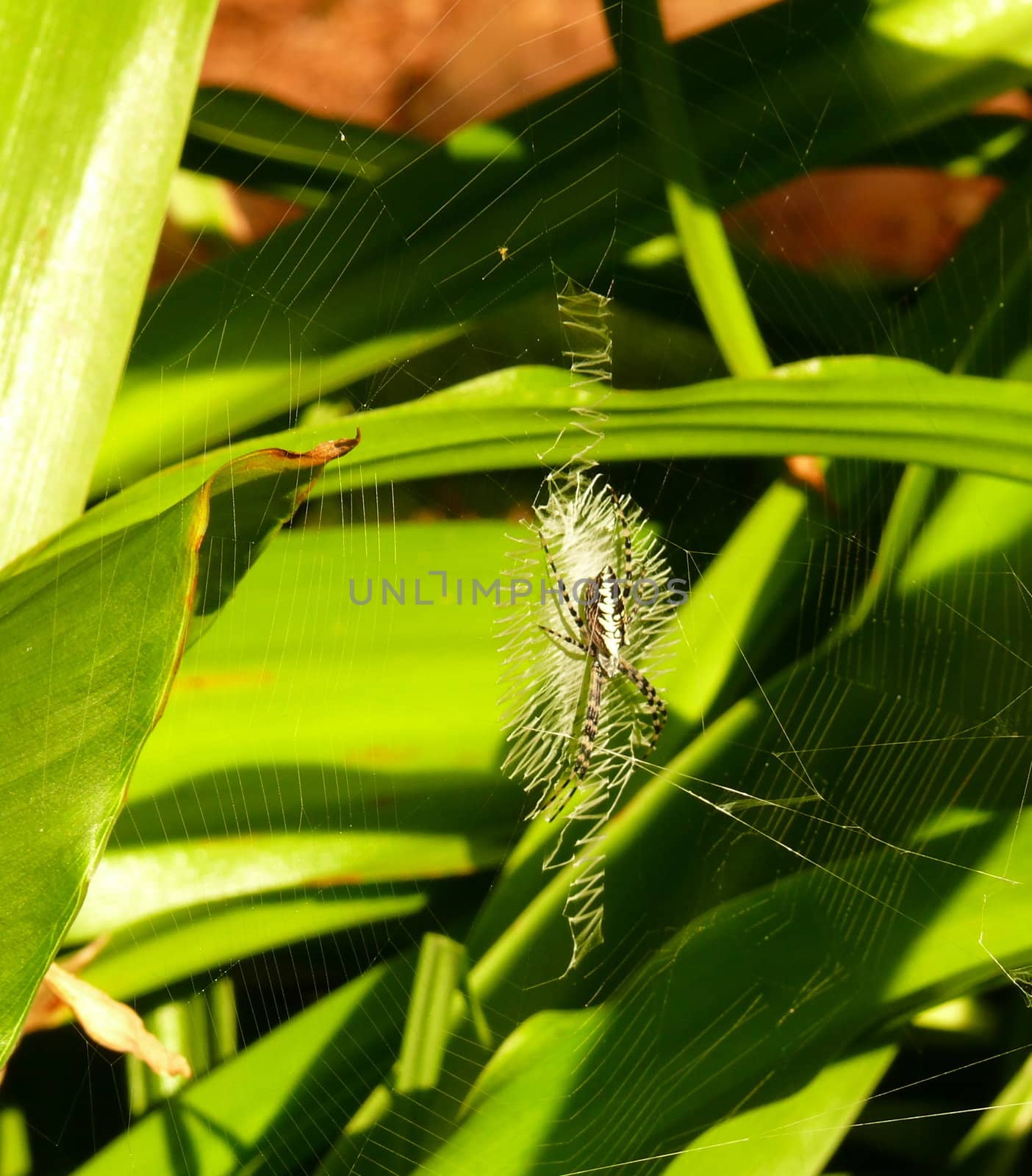 A Writing Spider weaves a very intricate web