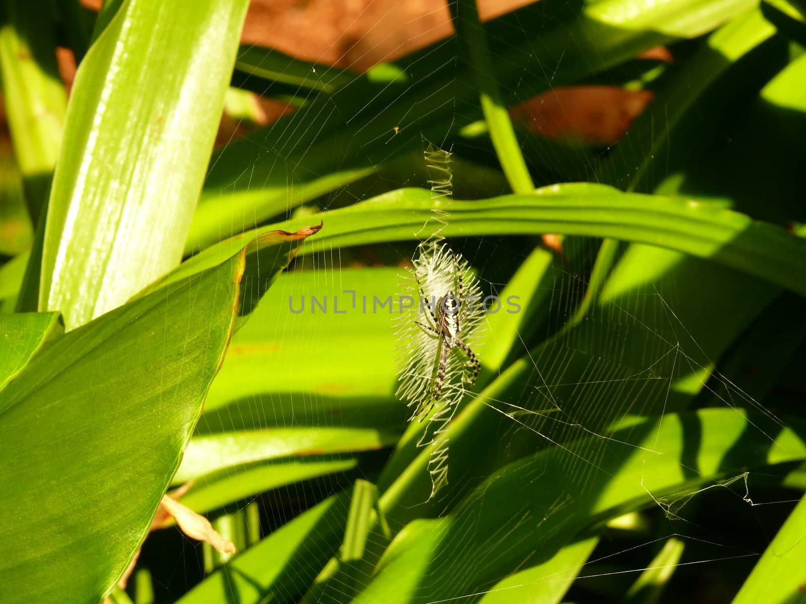 A Writing Spider weaves a very intricate web