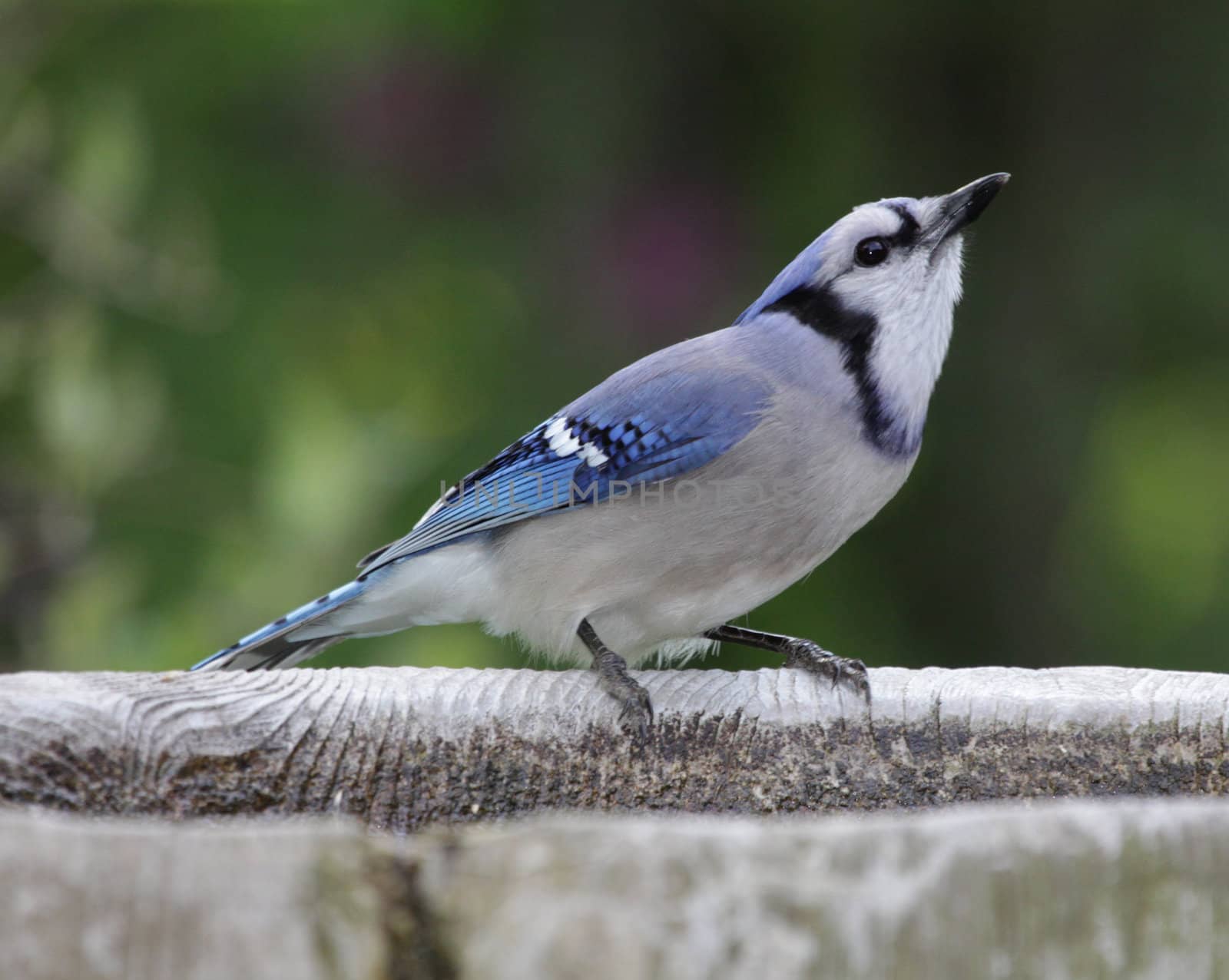 Drinking Blue Jay by ca2hill