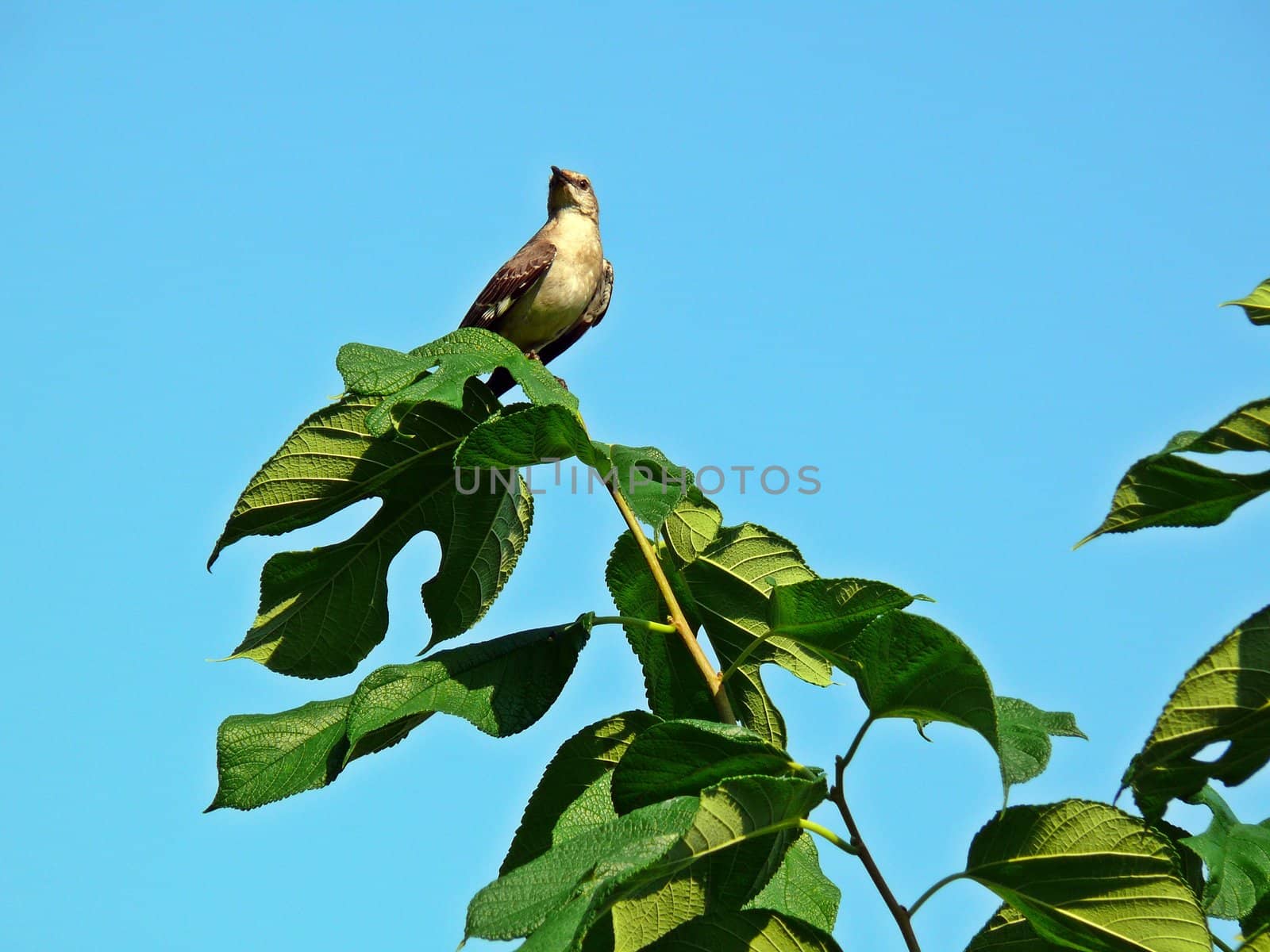 AMockingbird in a tree with the blue sky as background