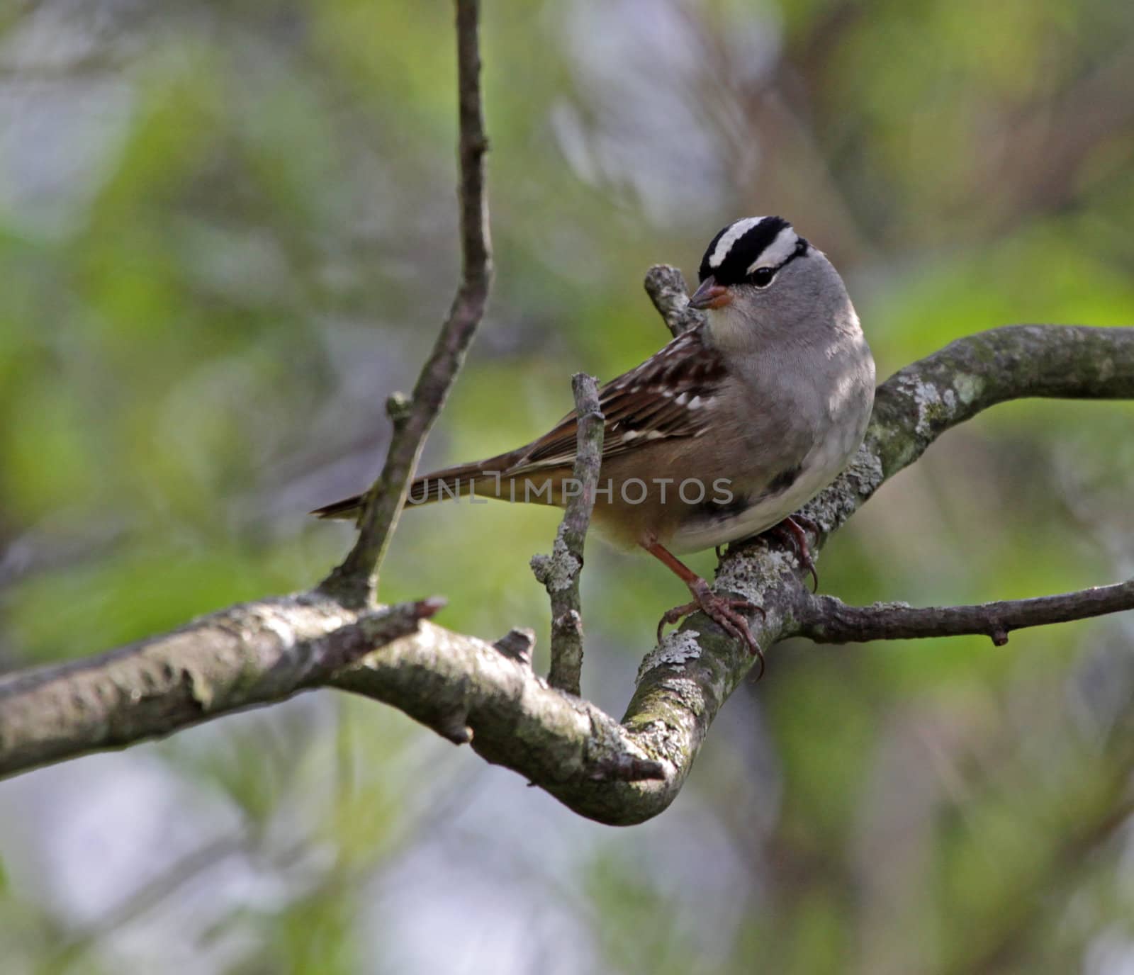 Perched White-crowned Sparrow
 by ca2hill