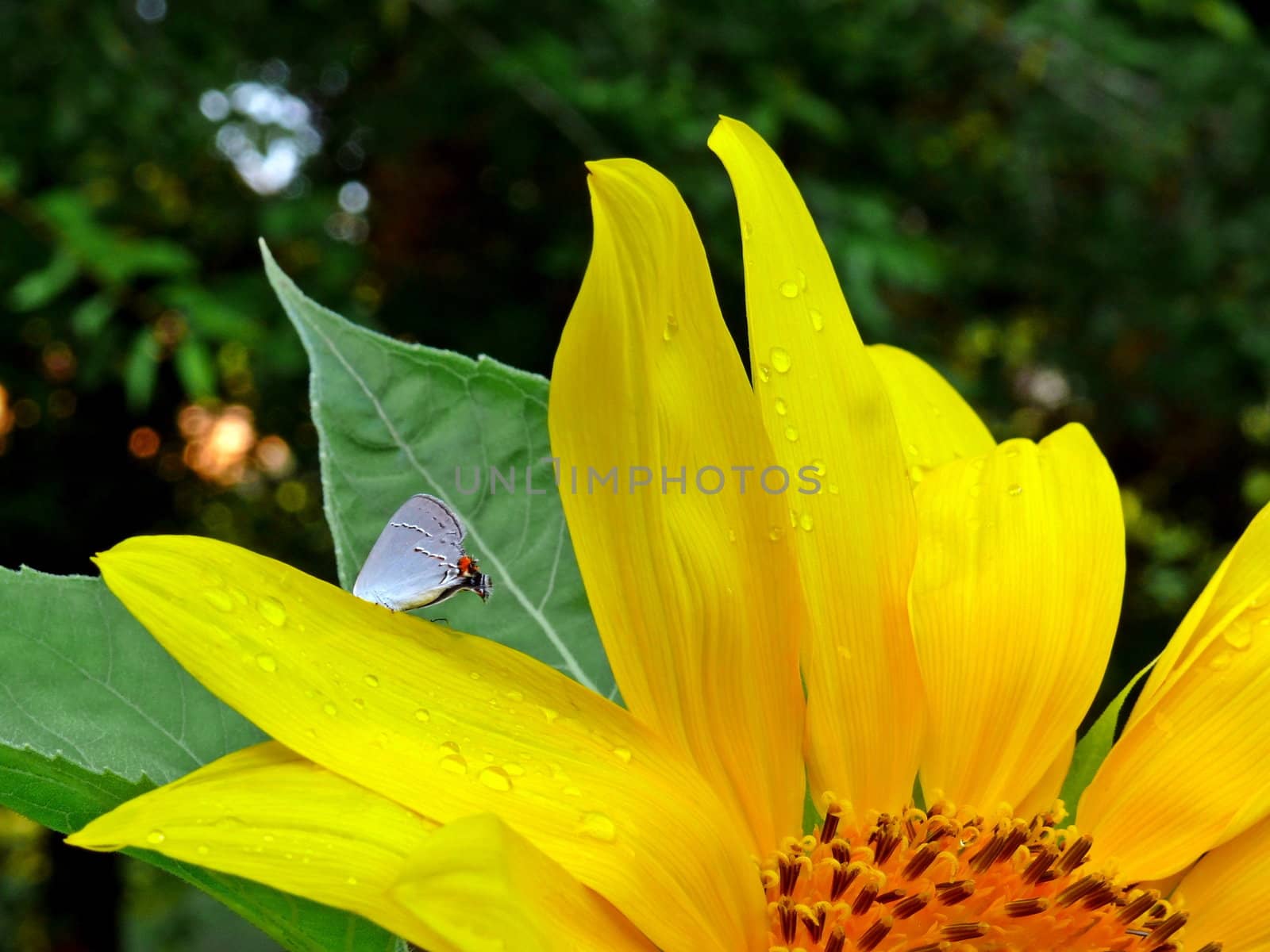 A giant sunflower with a small butterfly sitting on one of the petals.