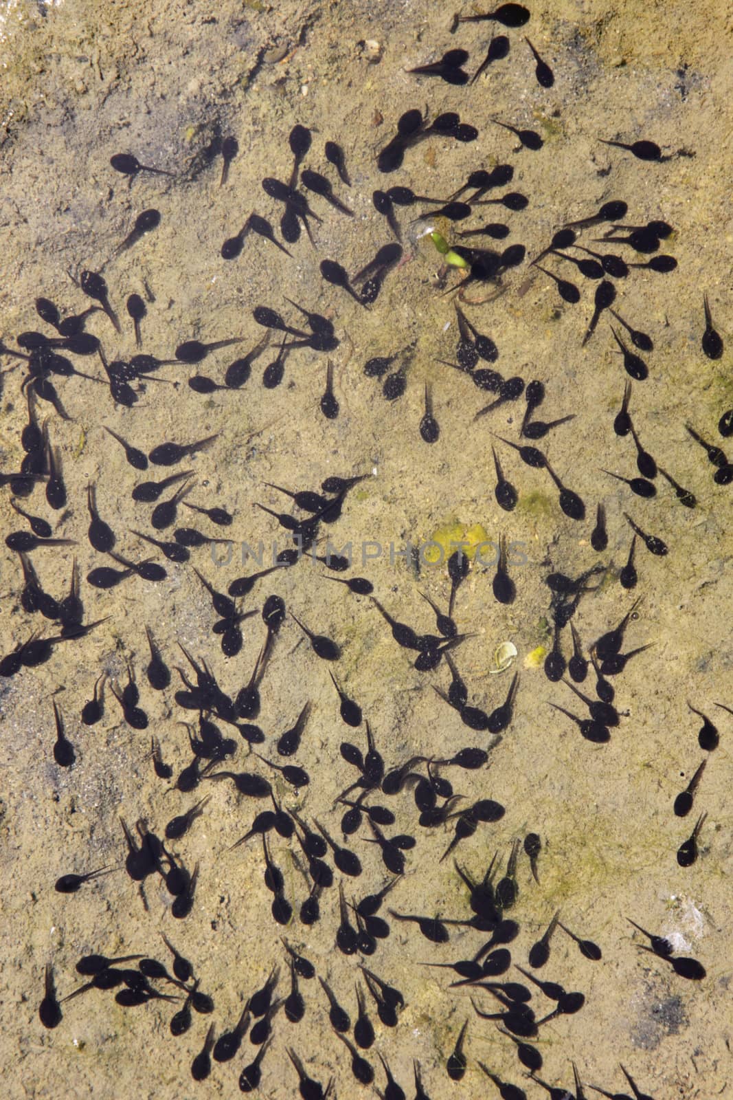 Lots of Tadpoles by ca2hill