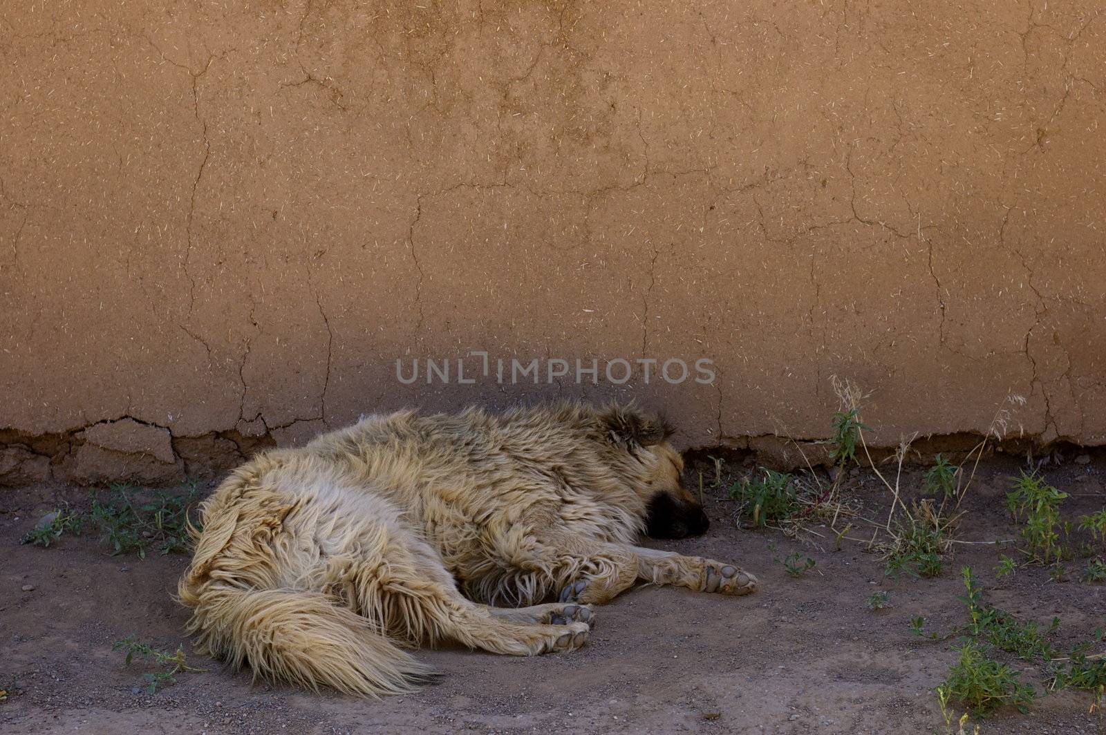 Closeup of a sleeping scruffy white dog, in the shade of a red adobe building lying on the bare ground.