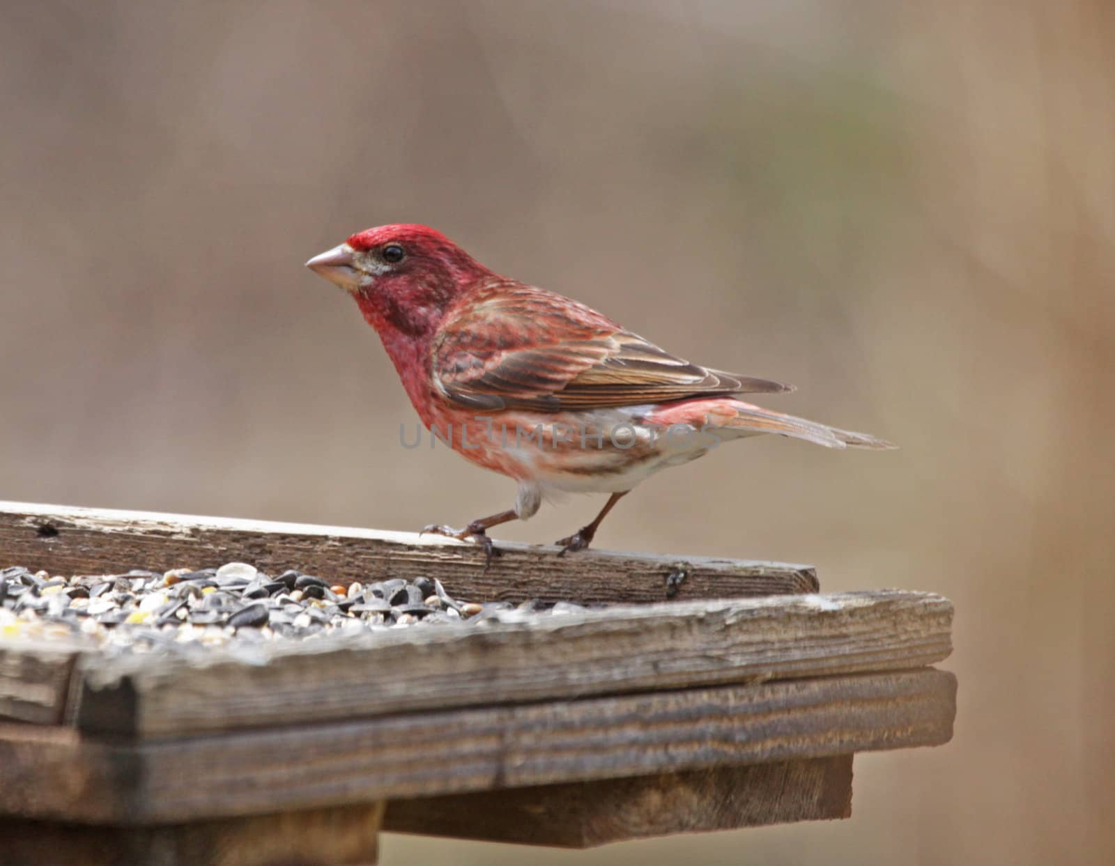 A Purple Finch (Carpodacus purpureus) sitting on a bird feeder.