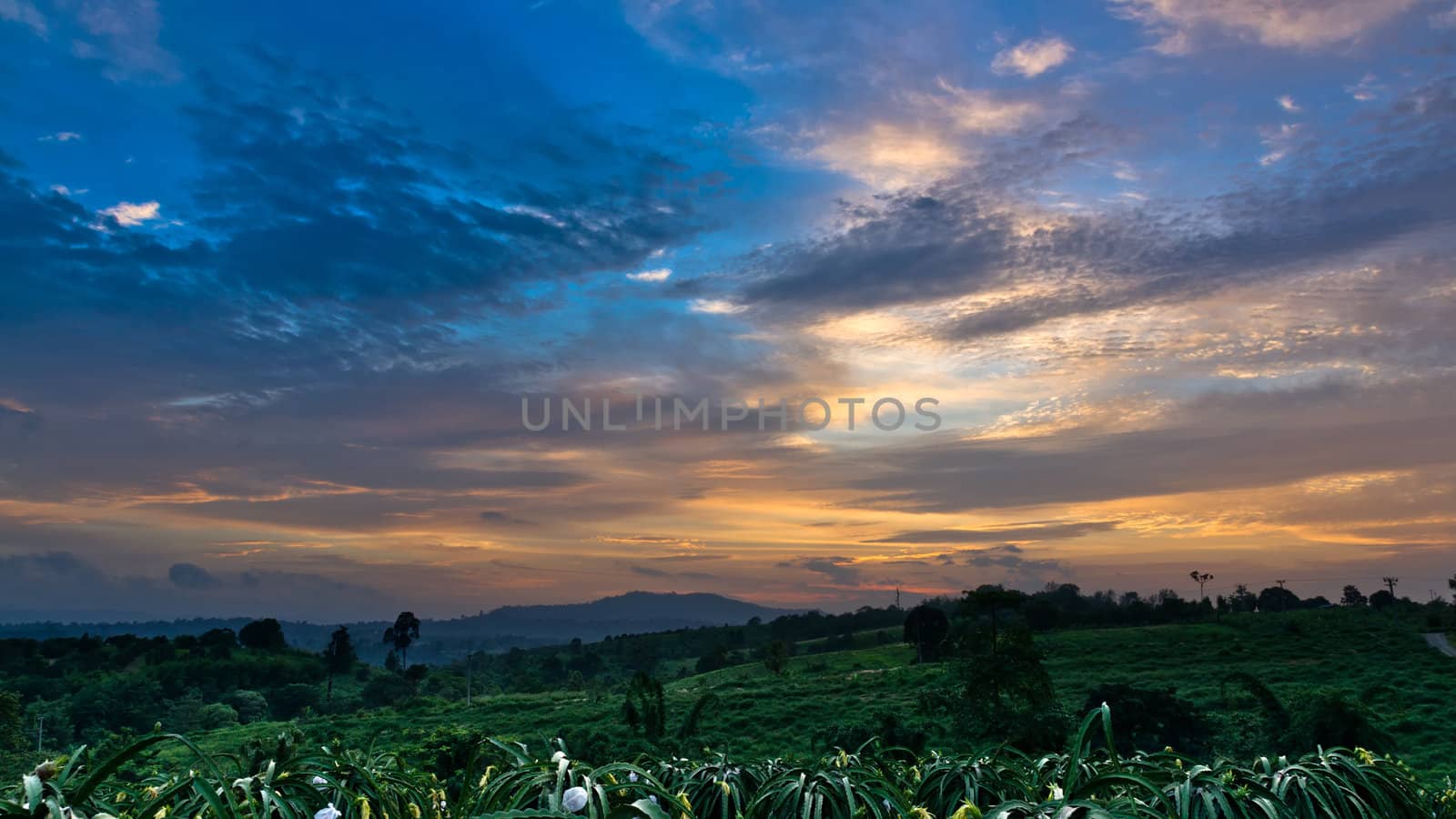 Colorful sky at twilight time and dragon fruit tree