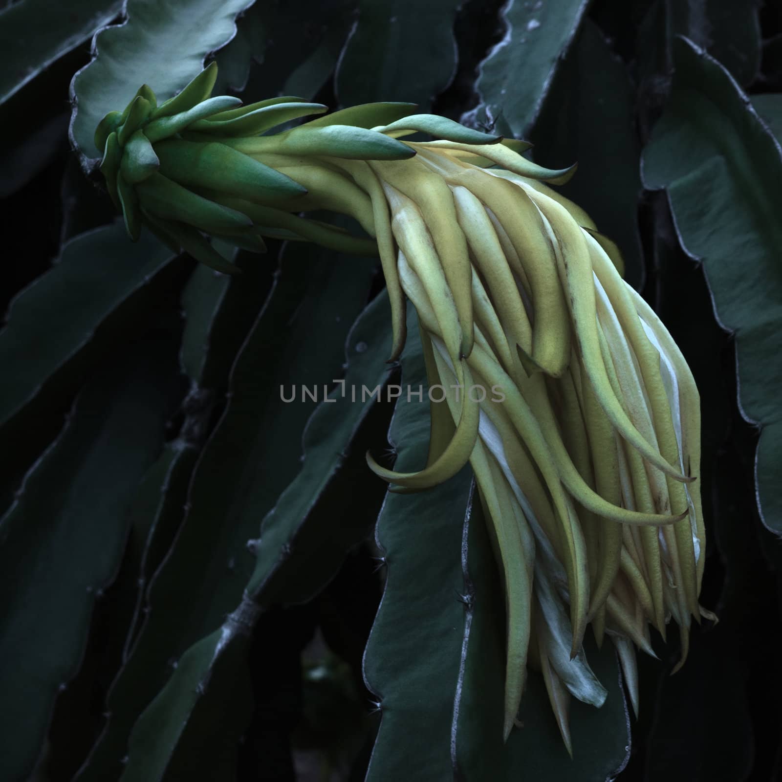 Dragon fruit flower by nuttakit