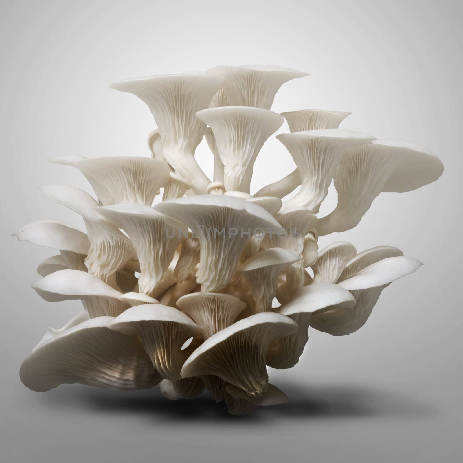 White mushroom Top light by nuttakit