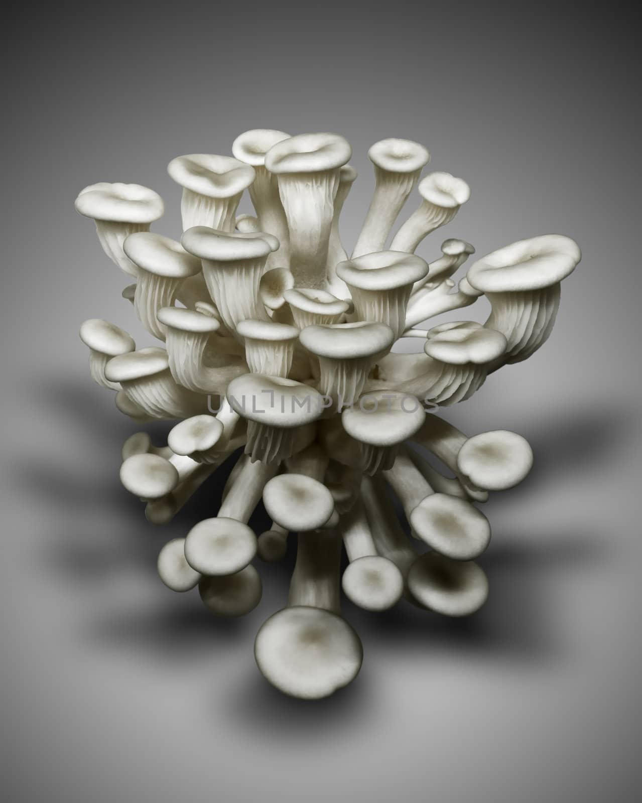 Little White mushroom Top light by nuttakit