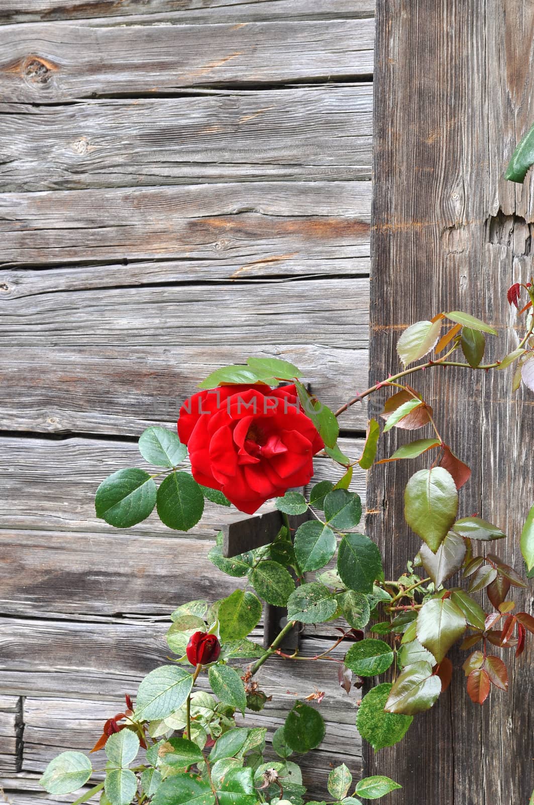 Red rose growing on ancient wooden wall.