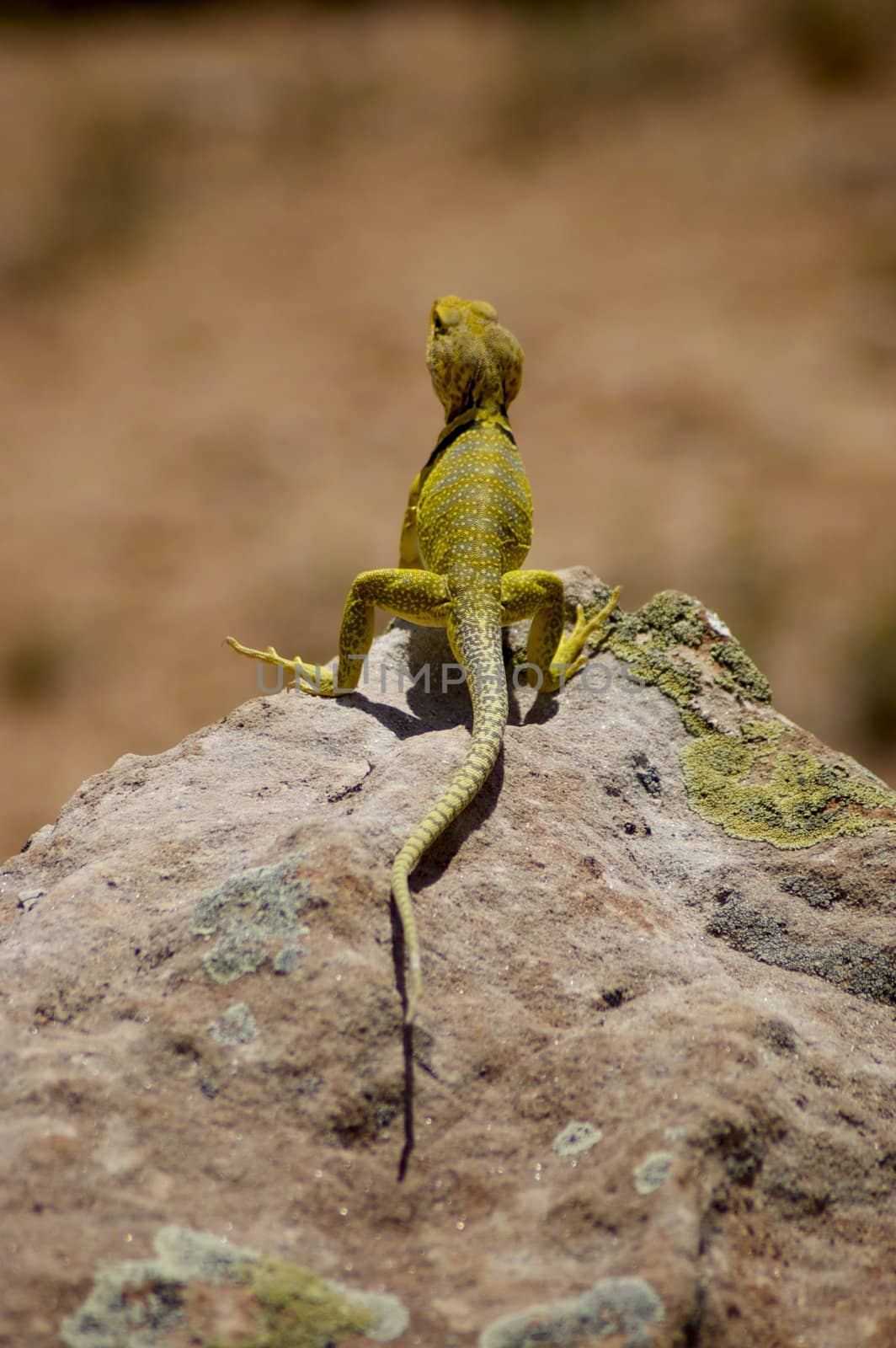 Close up of a yellow lizard/ gecko taken from the back as it sits on a desert rock in New Mexico