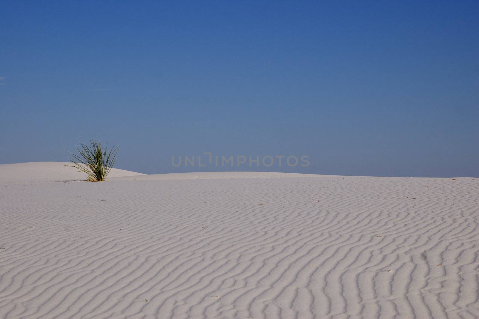 Landscape across a rippled white sand dune to a deep blue cloudless sky, featuring a single desert plant to the side.