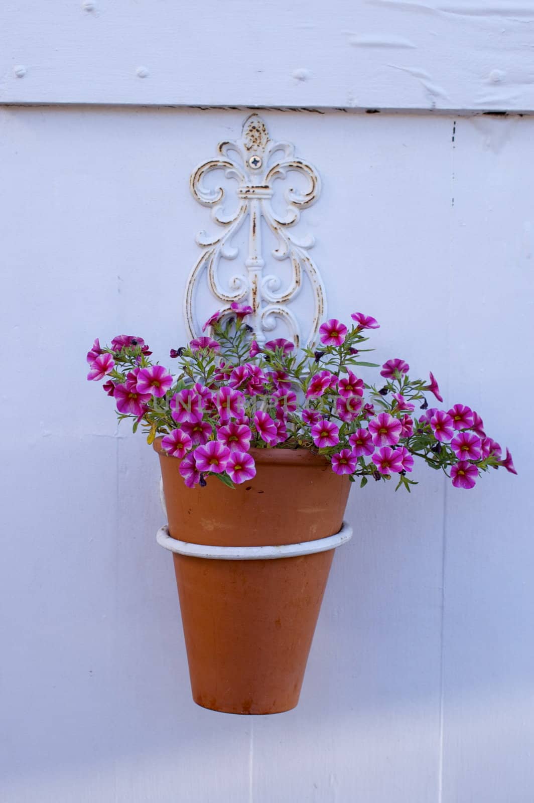 Delicate small deep pink flowers growing in a suspended terracotta pot against a white wooden background, with copy space.