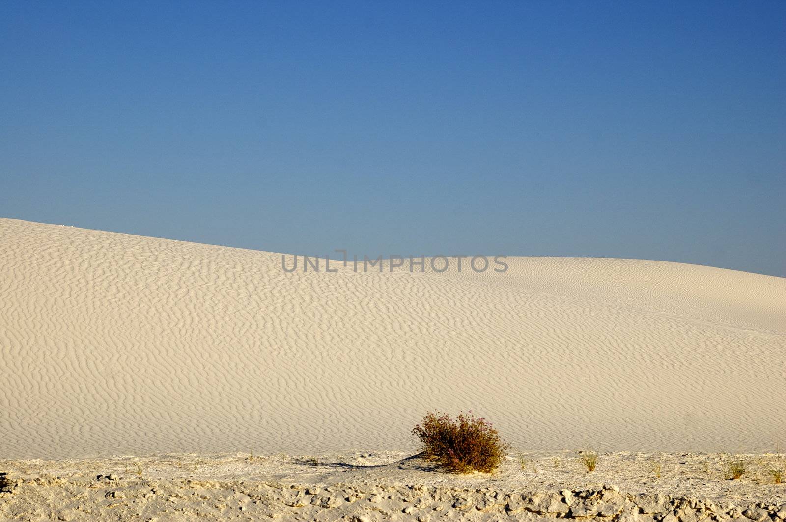 White Sands National Monument at sunset, featuring a desert plant, hills and dunes against the horizon, New Mexico