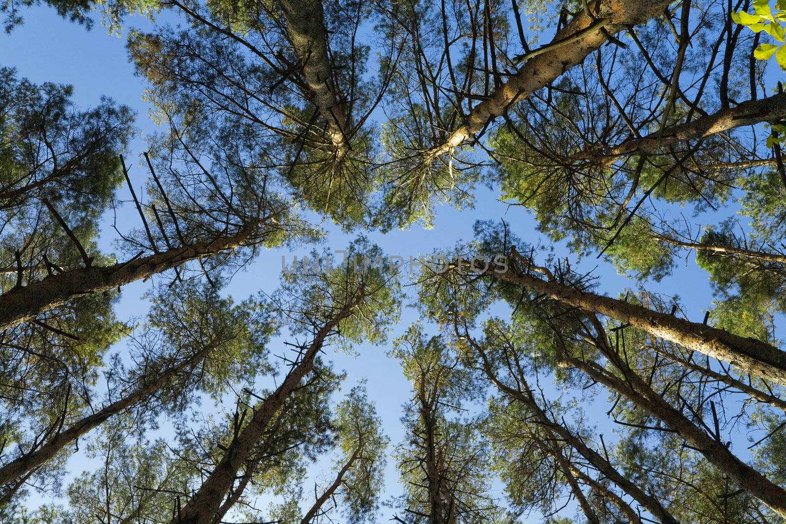 crown of high green trees against the blue sky