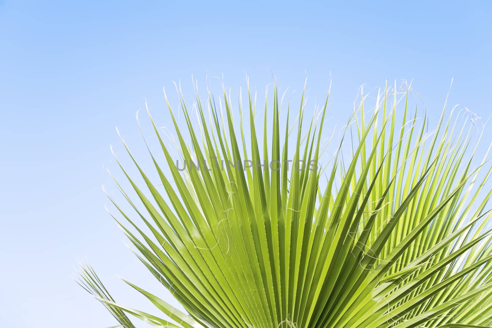 leaves of a palm tree against the clear blue sky