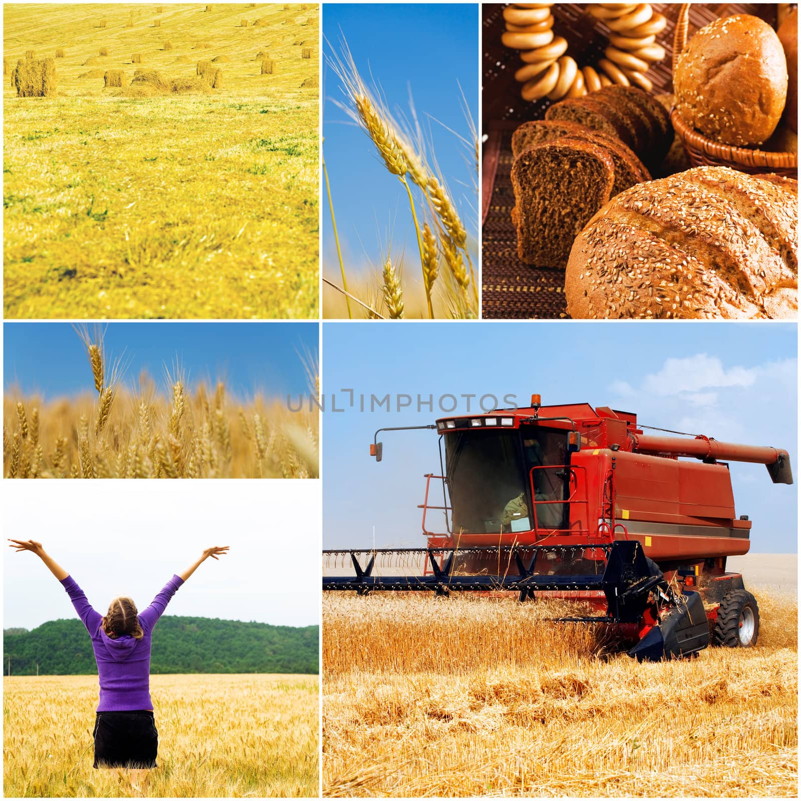 different images on the subject of summer and crop and harvesting