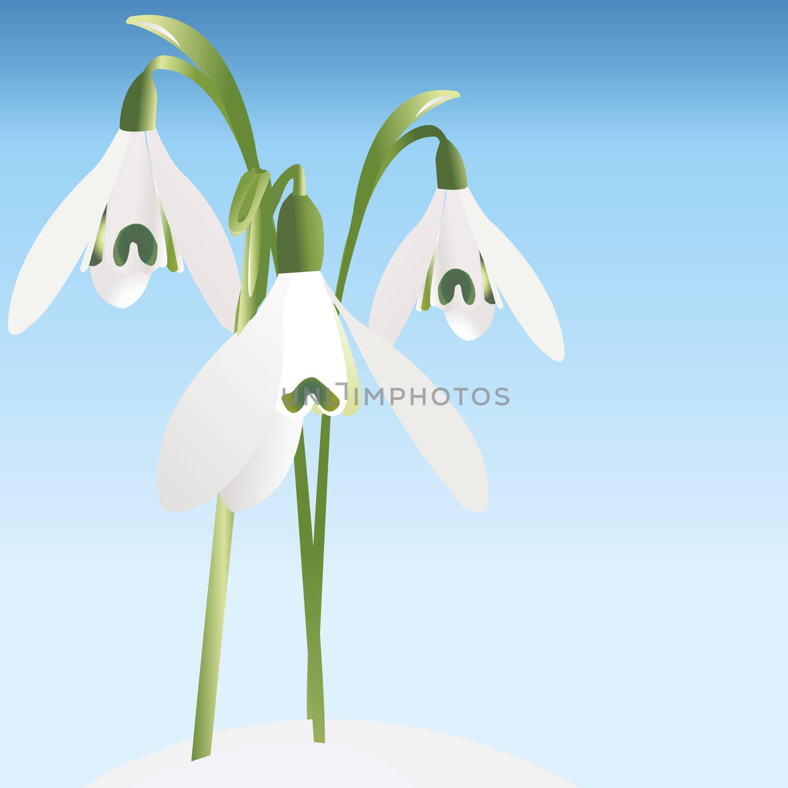 Spring background with snowdrop