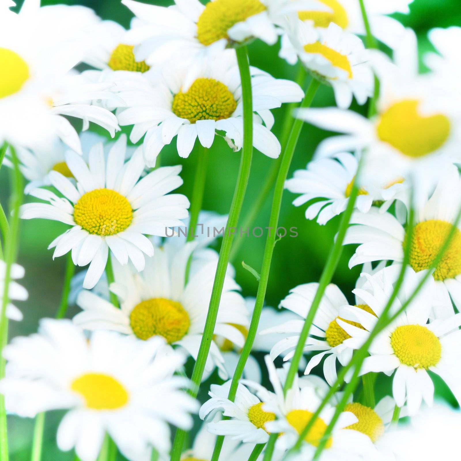 camomile daisy flowers nature background