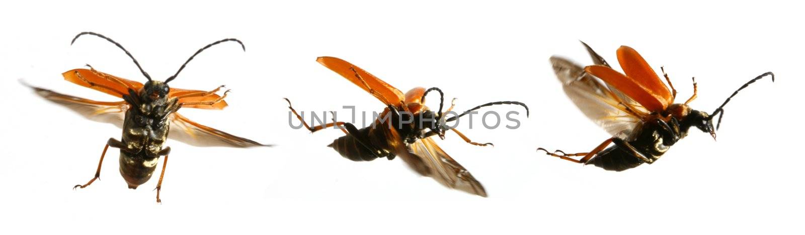 rare bug fly collect isolated on white