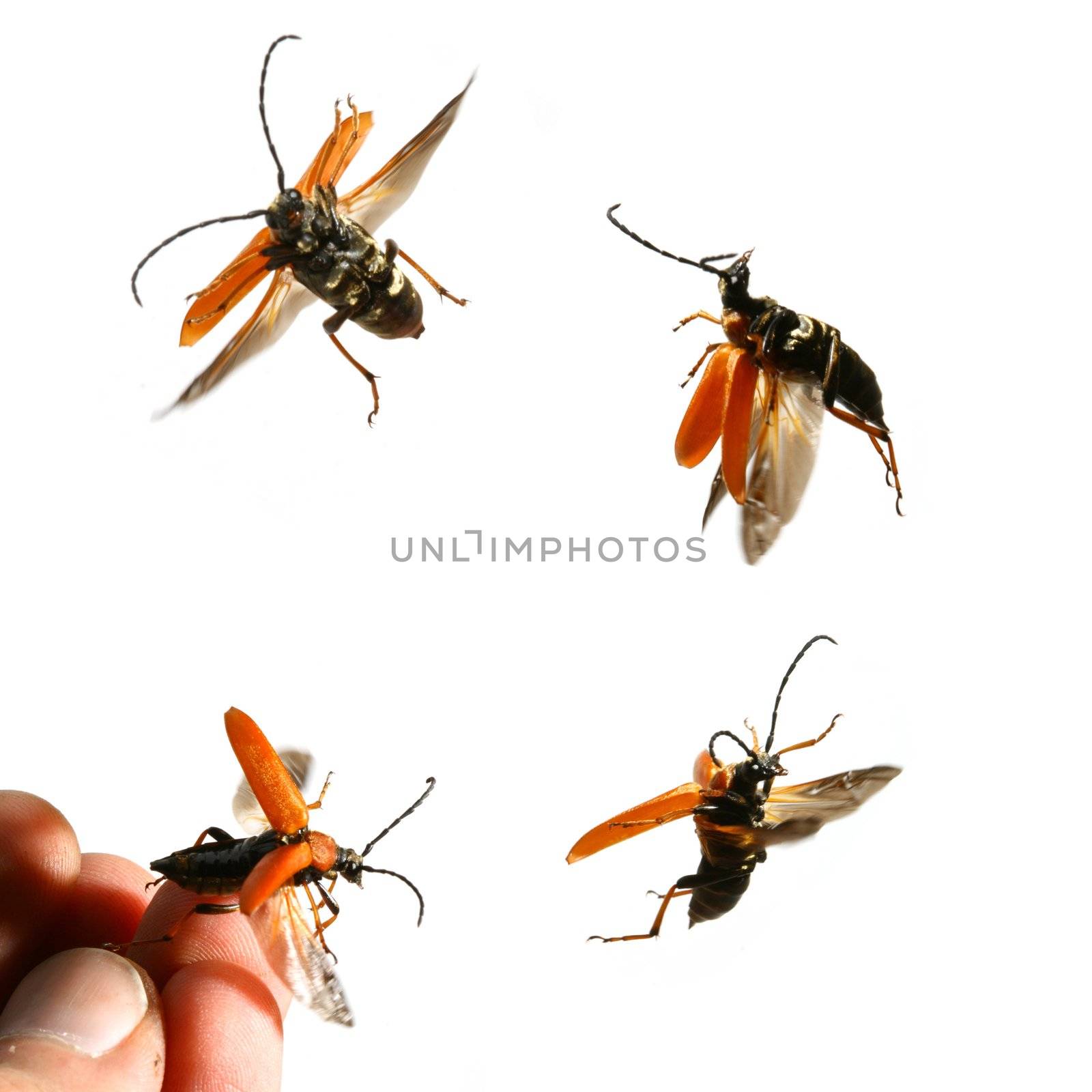 bug on white background fly to you