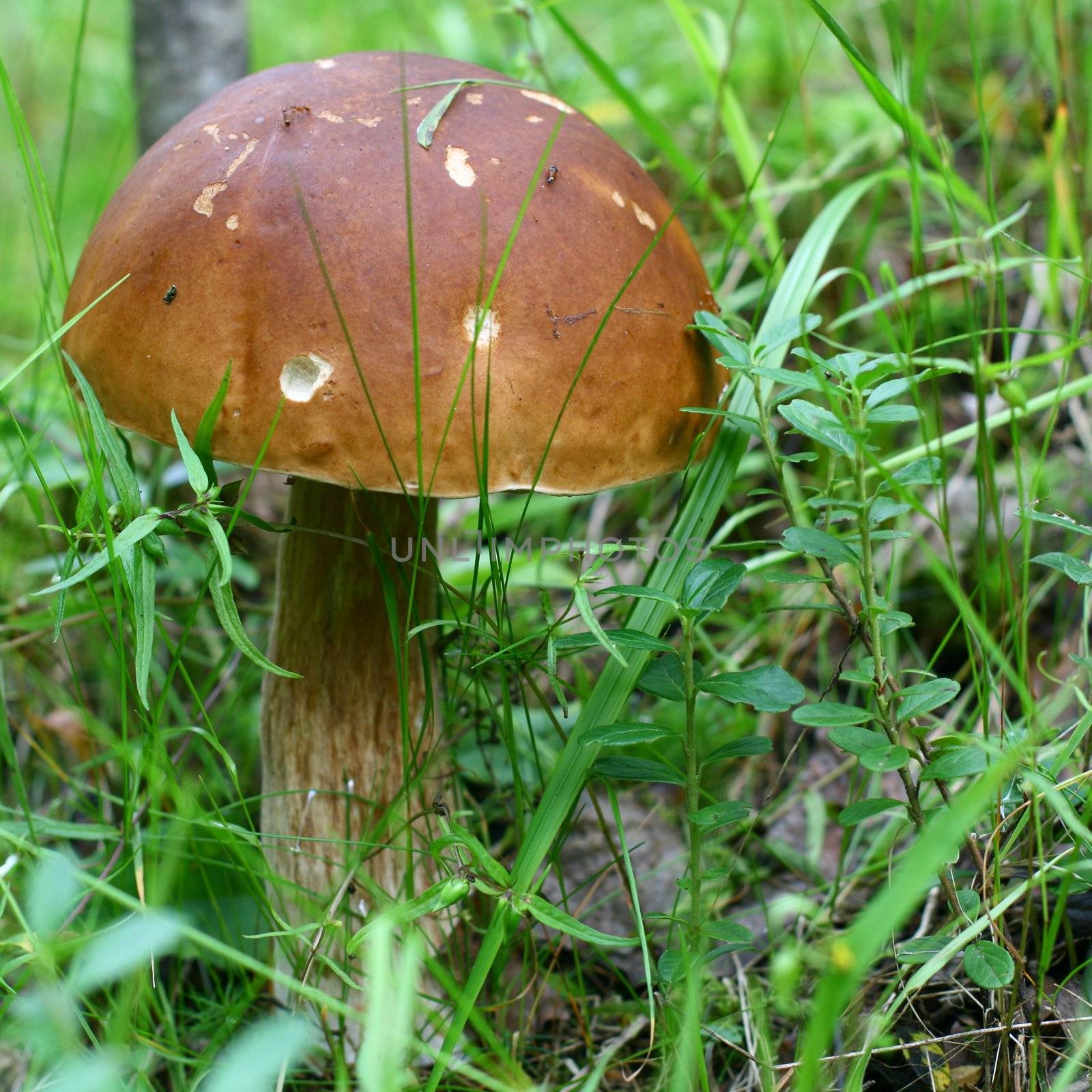 bolete on green grass background