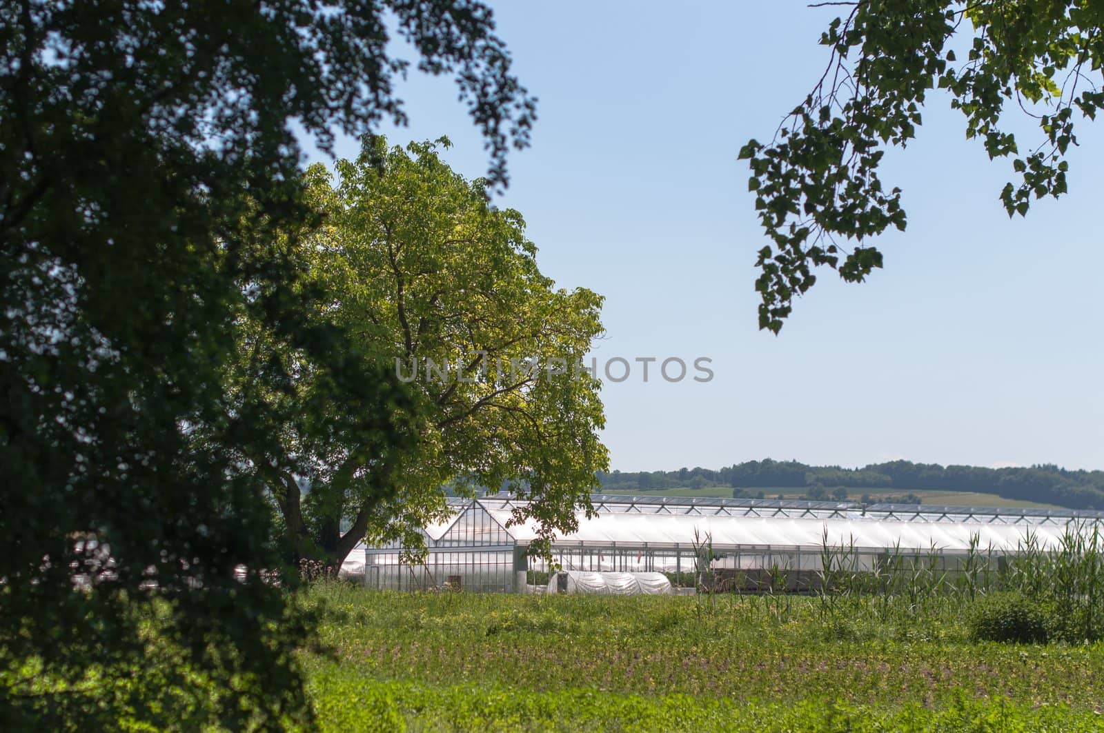 Greenhouses with fields and trees in Konstanz at Lake Constance in Germany