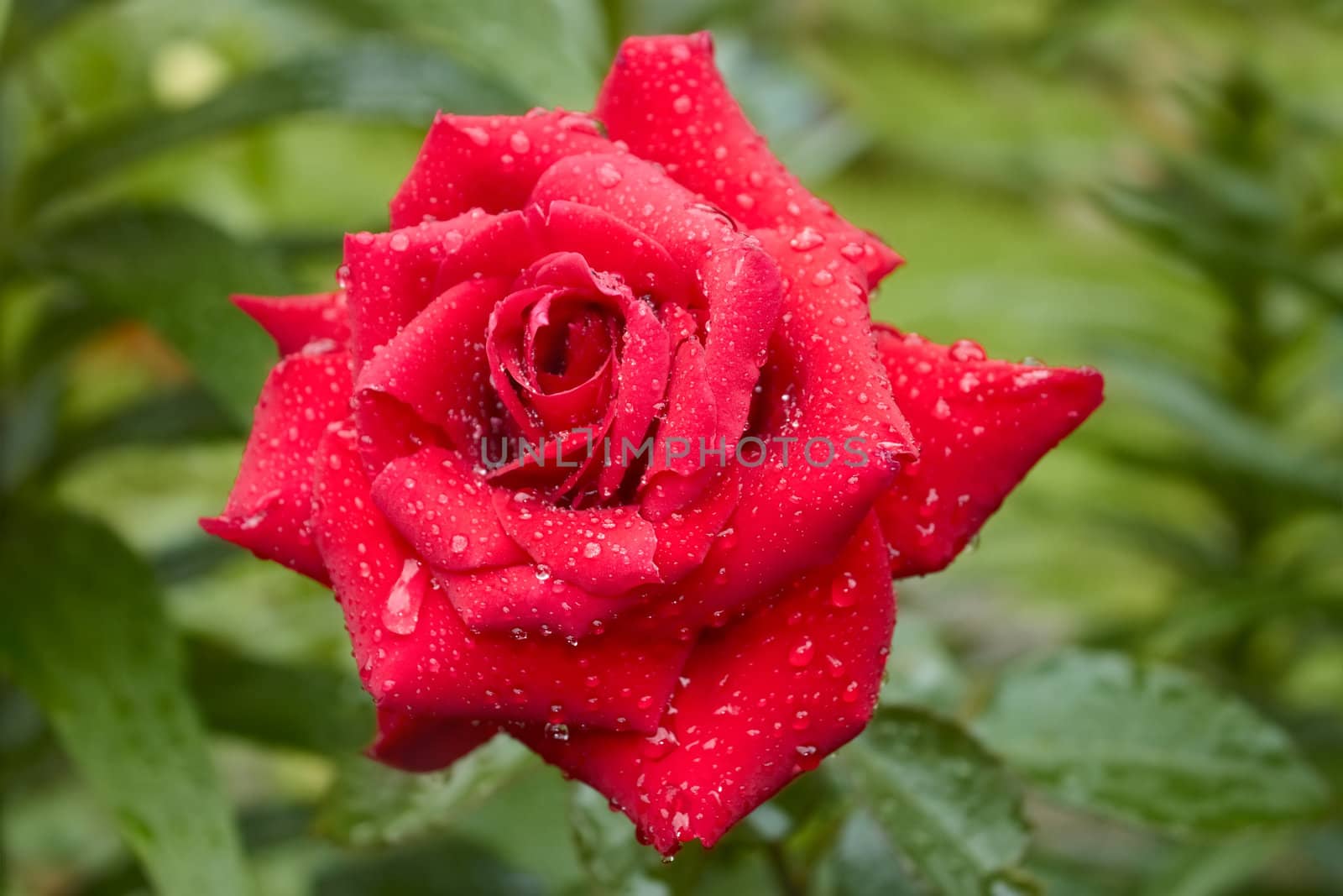 Flowering roses in flowerbed after the rain with water drops. Close-up