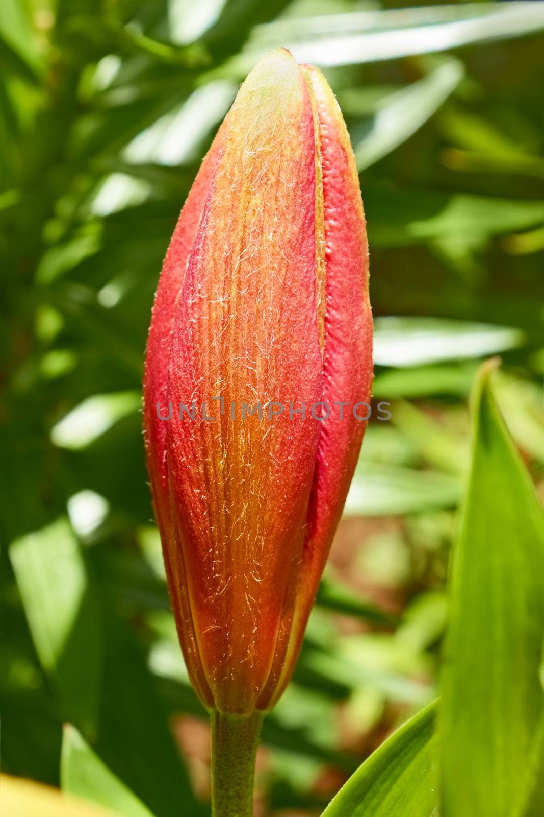 Pink lily flower bud in flowerbed. Macro photo