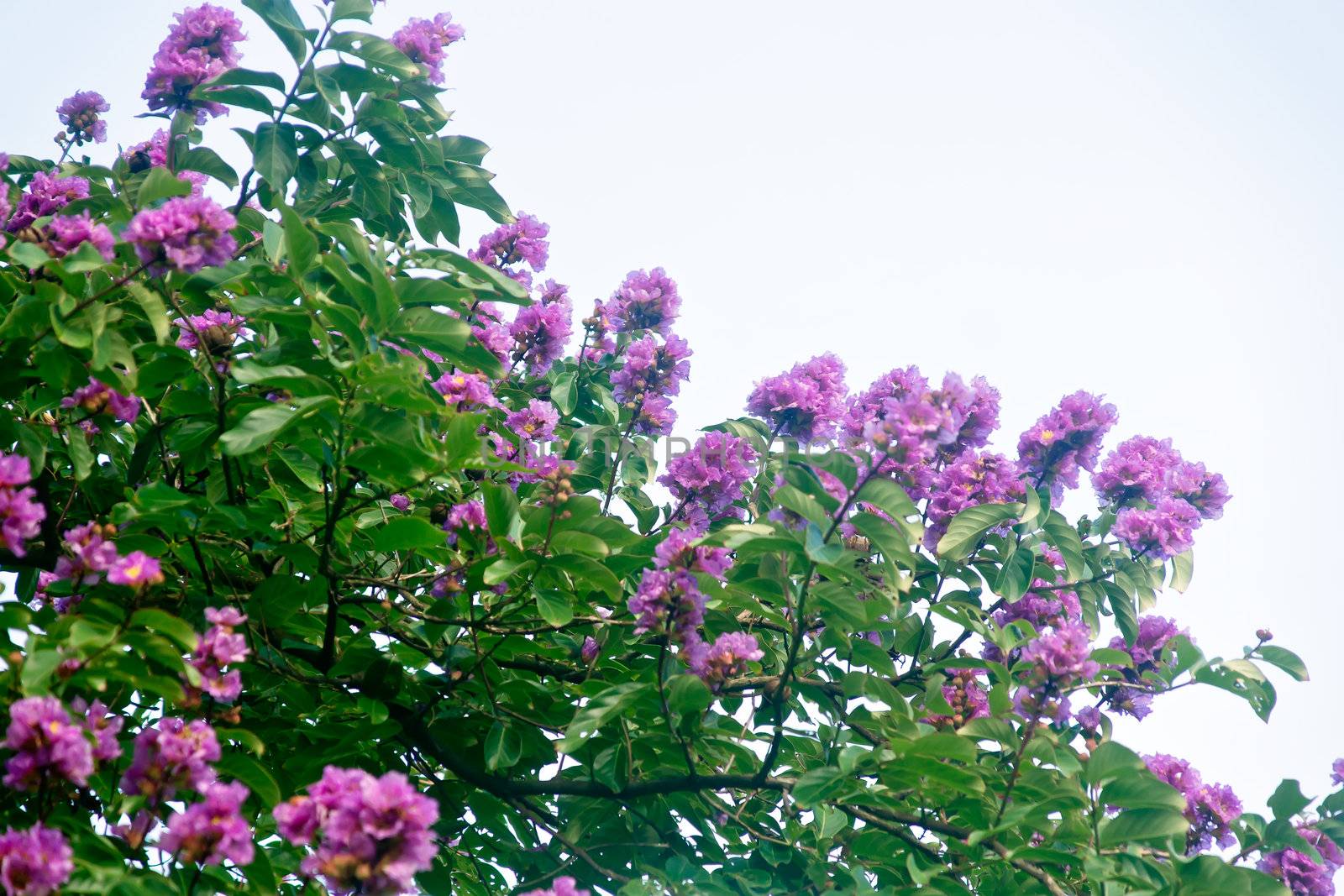 Its scientific name is Lagerstroemia indica flowers