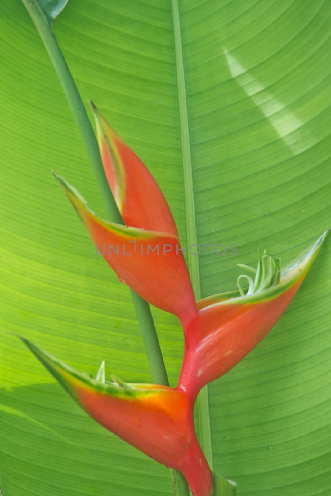 Heliconia by xfdly5