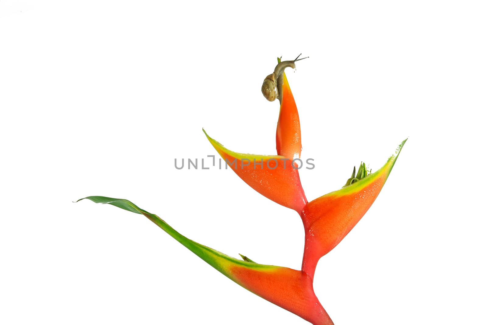 Heliconia by xfdly5