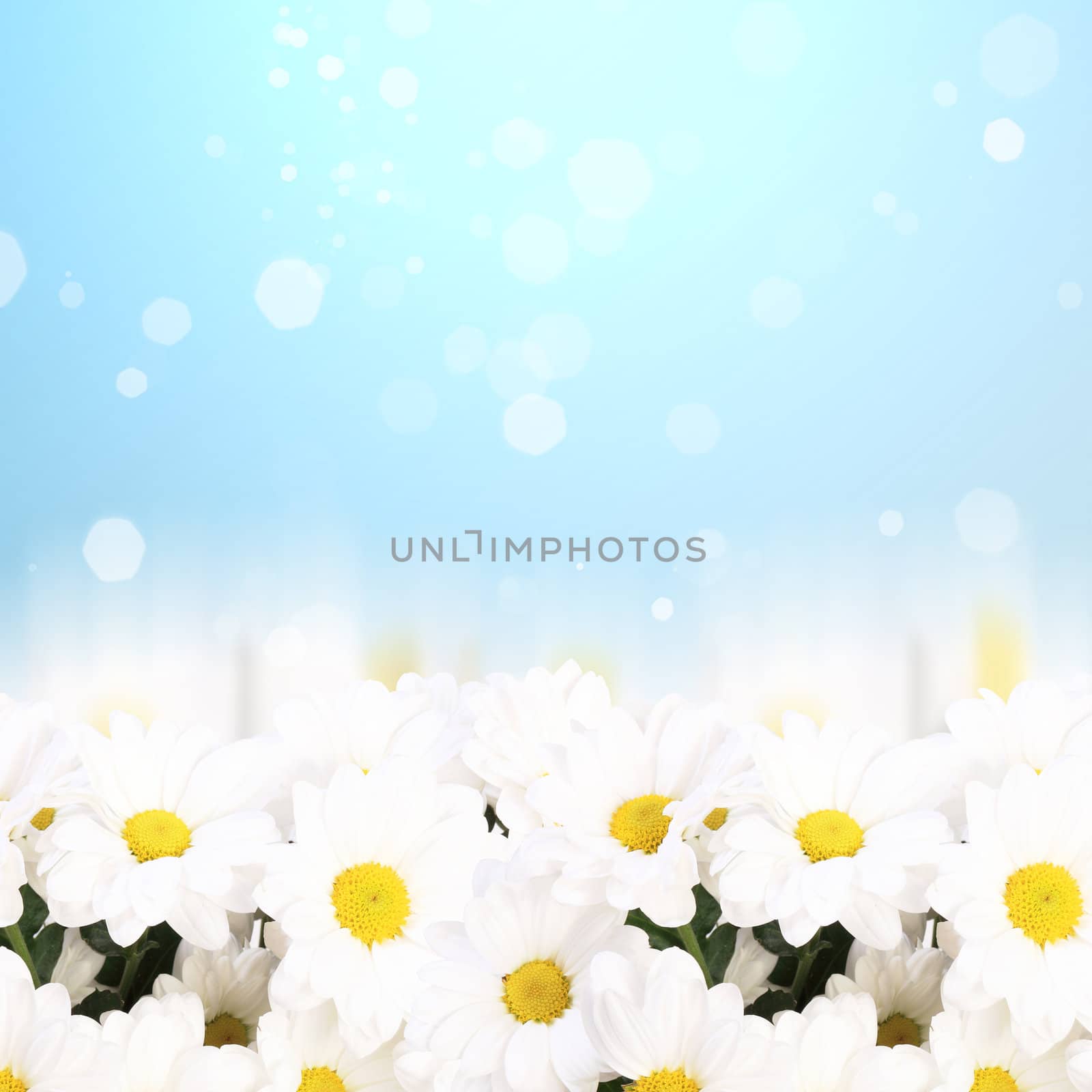 Colourful background with white and yellow camomiles