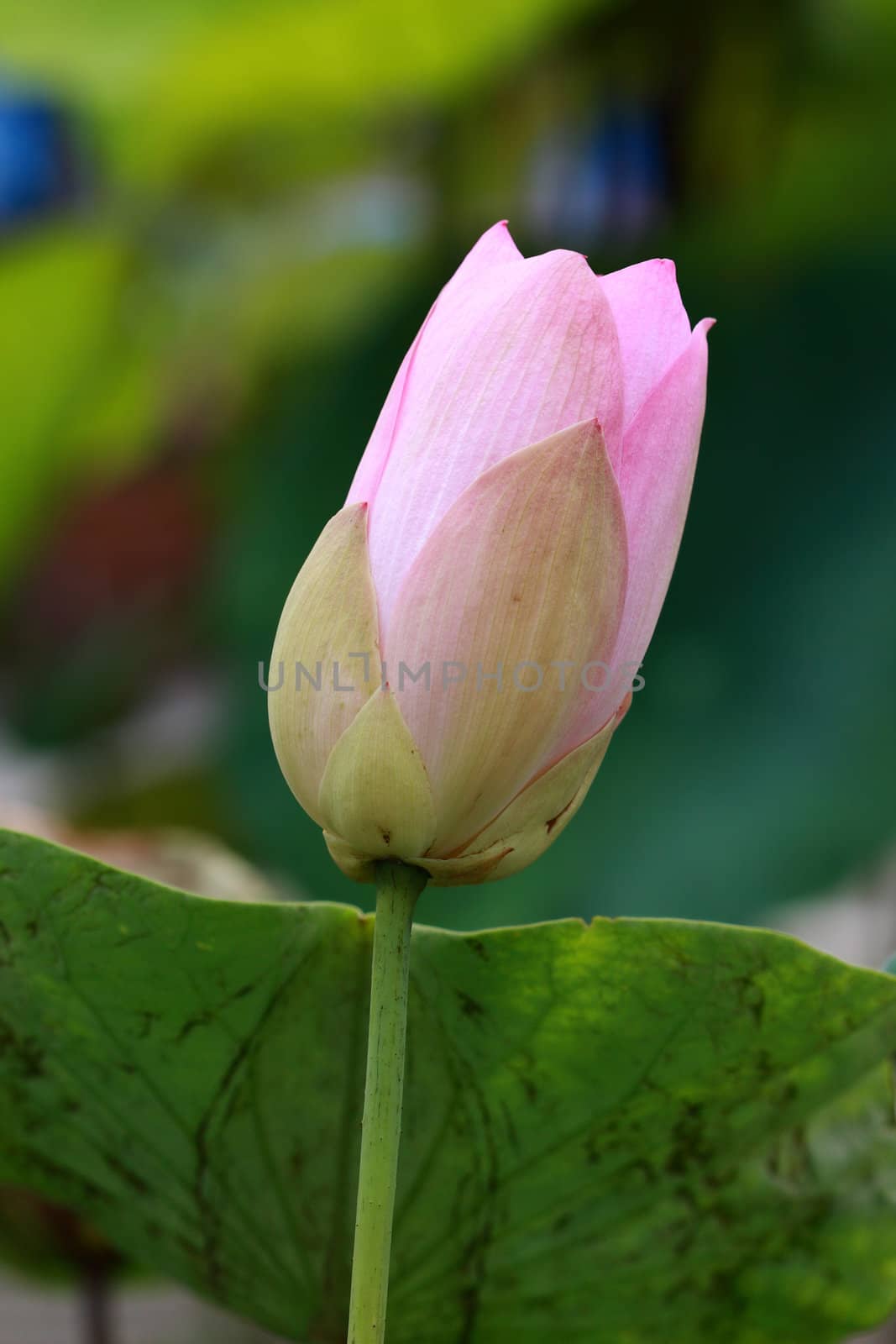 closeup pink water lily with leaf in nature