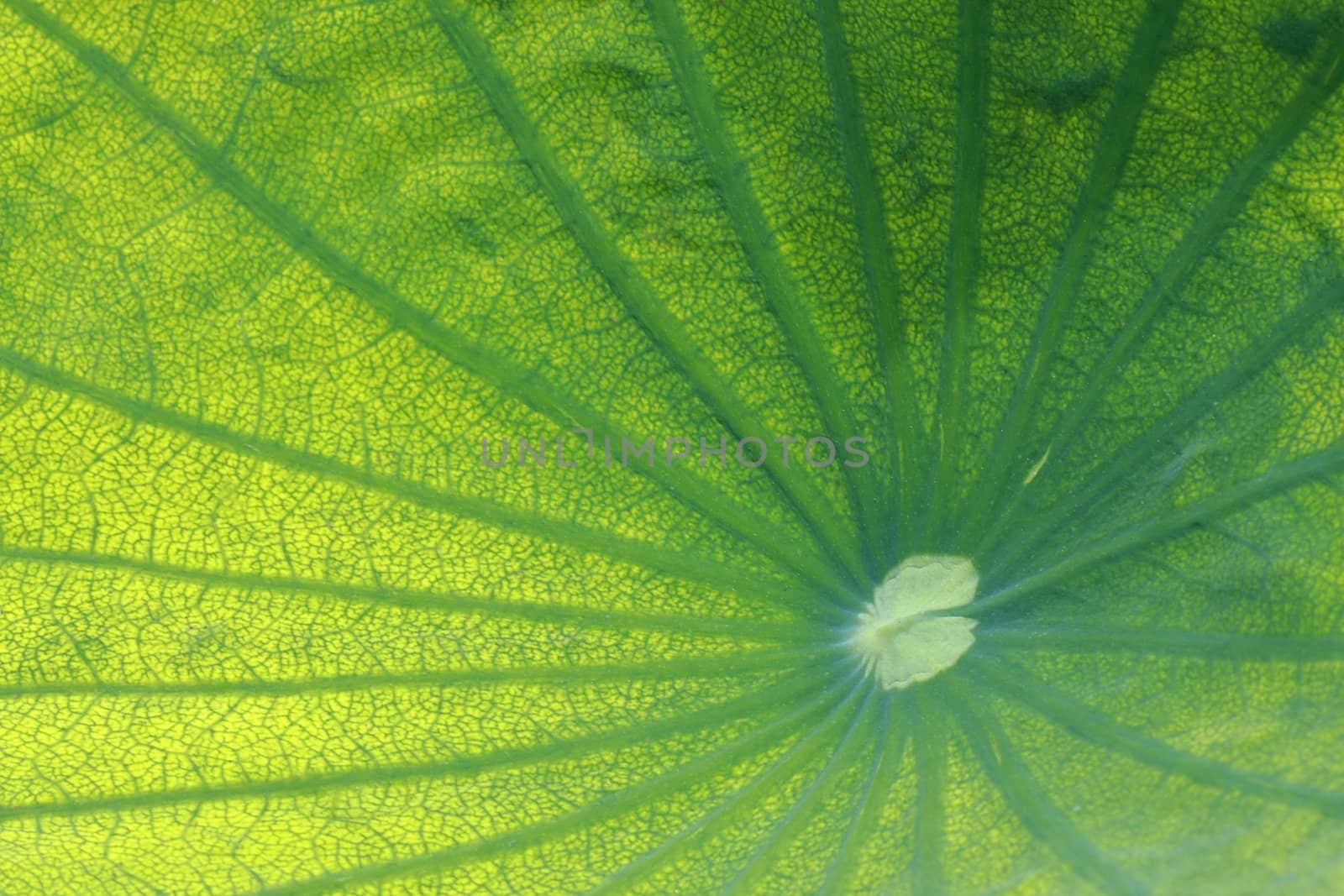 closeup green lotus leaf texture in nature