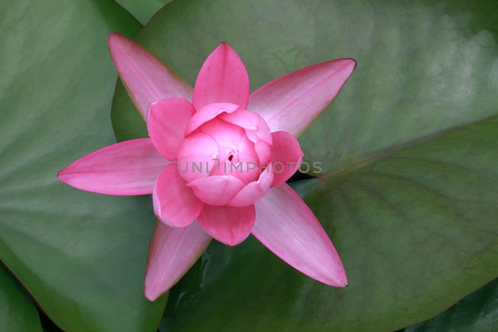 pink water lily with leaf on pond