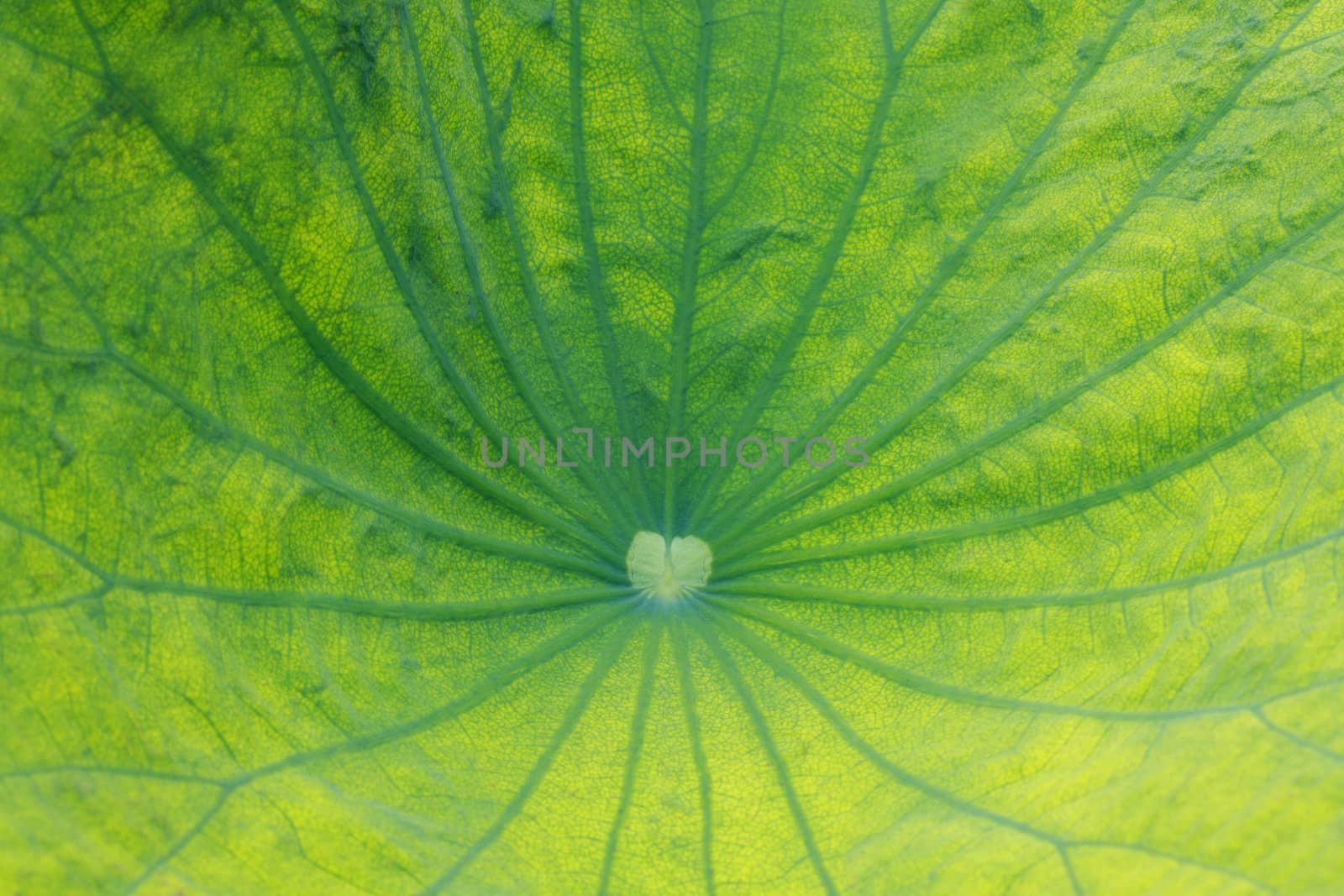 leaf of water lily, lotus by happystock