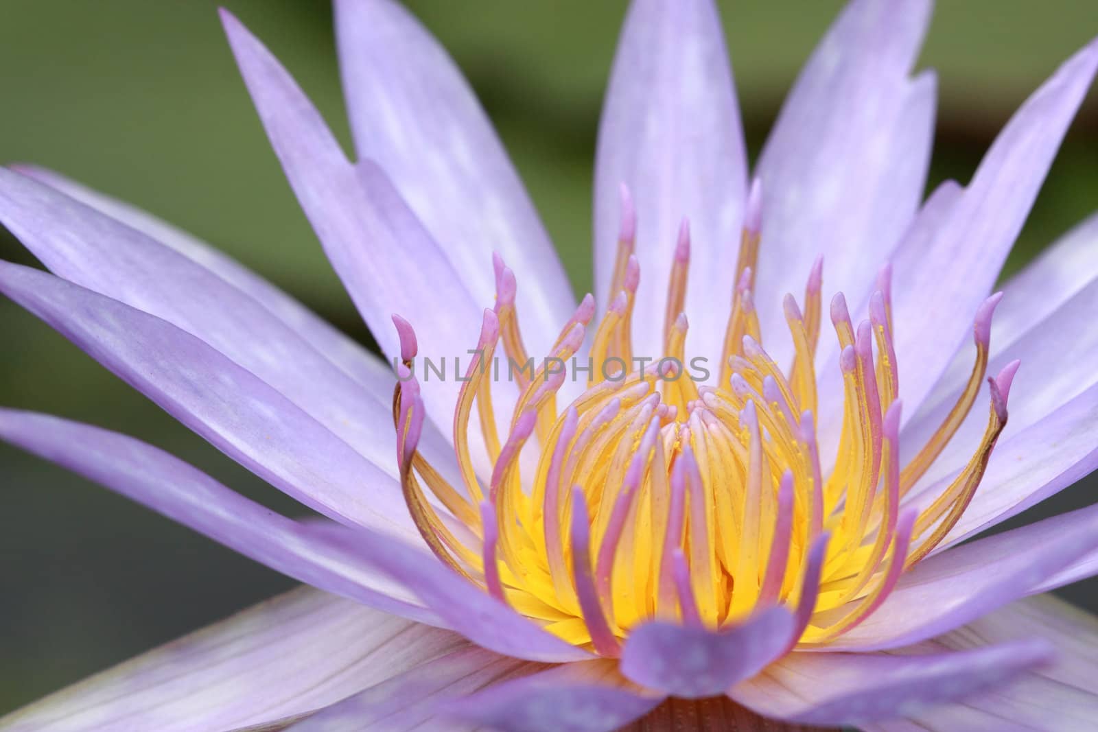 closeup purple water lily with sunlight in nature