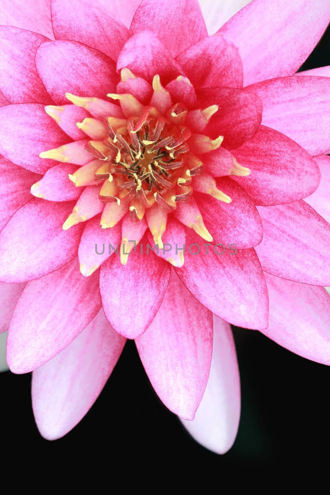 pink water lily isolated on black background