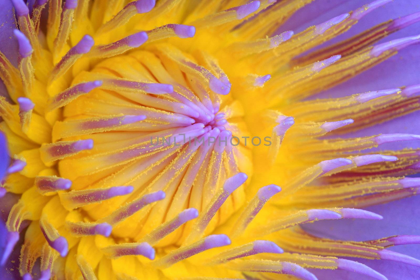 macro purple water lily at the middle