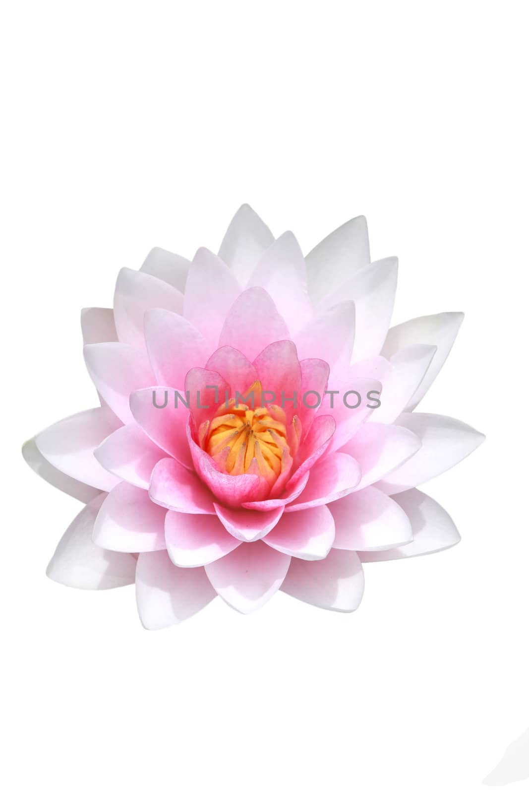 pink water lily isolated on white background