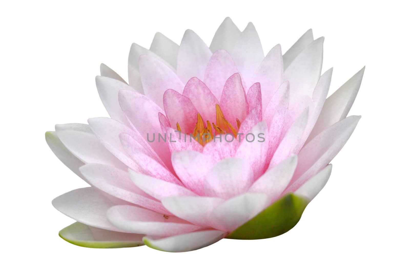 water lily, lotus by happystock